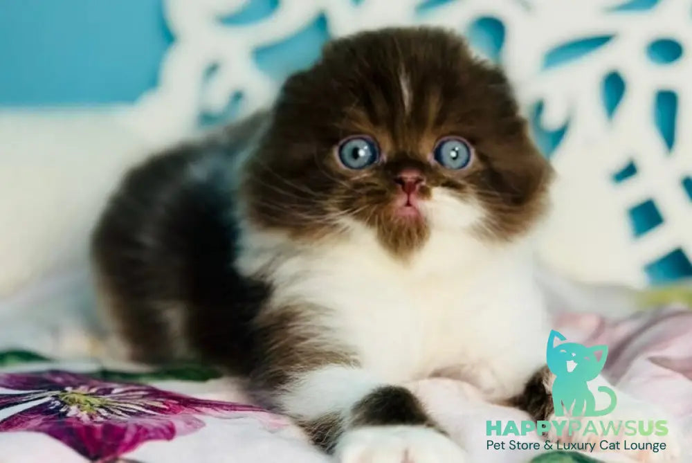 Xanti Scottish Fold male chocolate bicolour - live animals