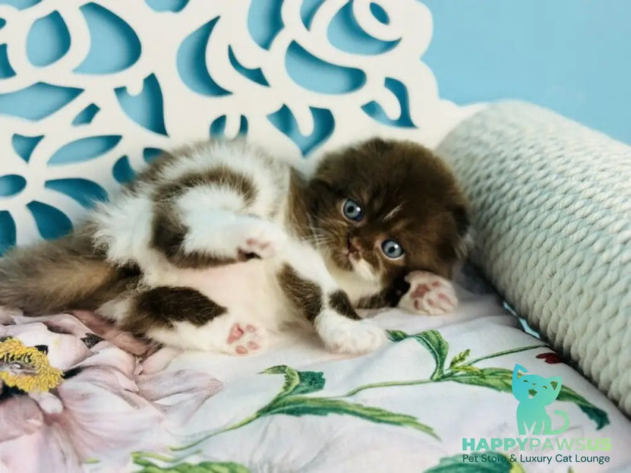 Xanti Scottish Fold male chocolate bicolour - live animals