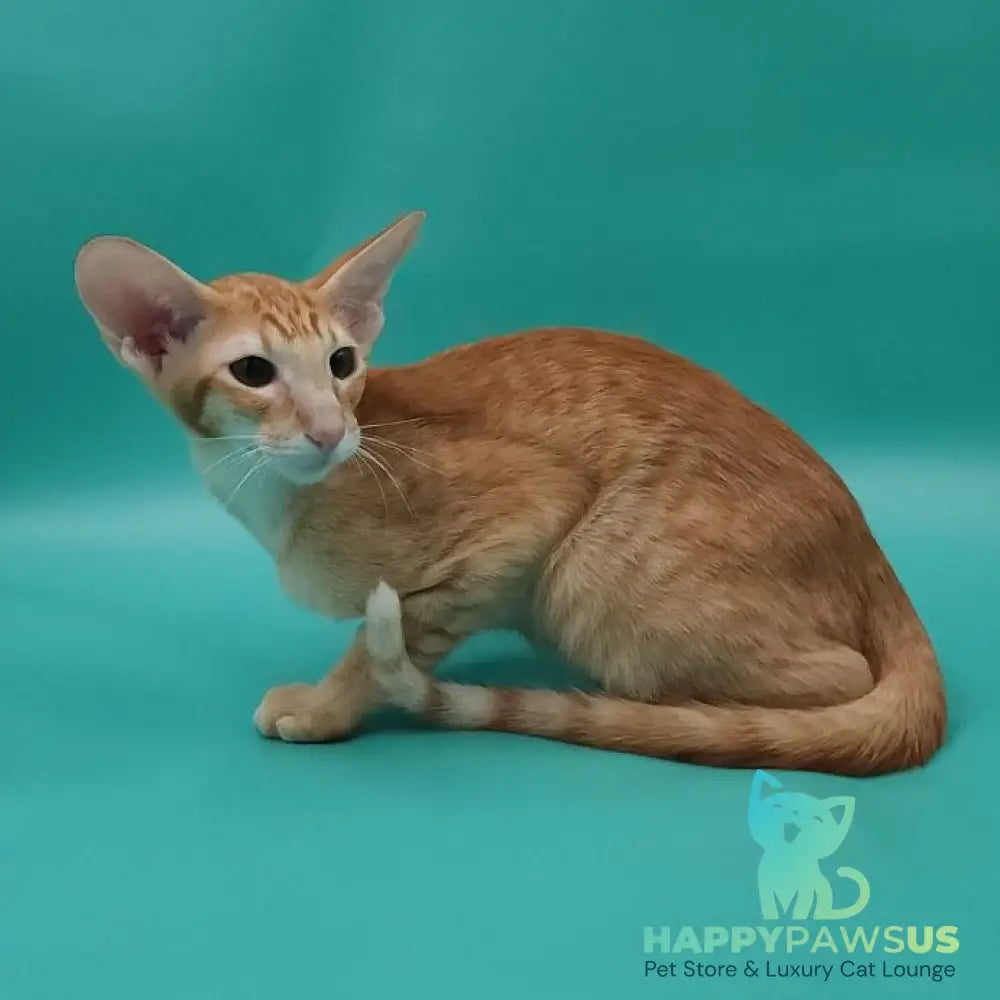 Xantus Oriental Shorthair male red spotted tabby - live animals