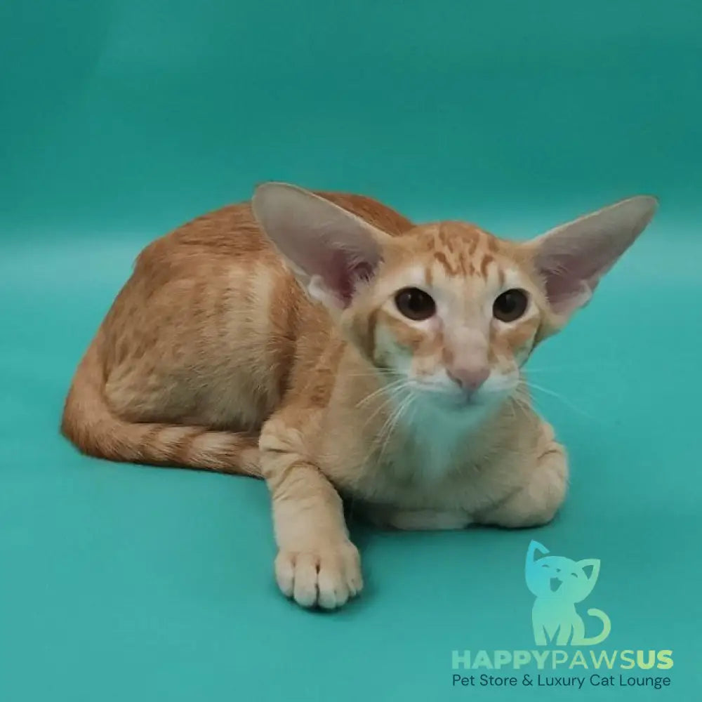 Xantus Oriental Shorthair male red spotted tabby - live animals