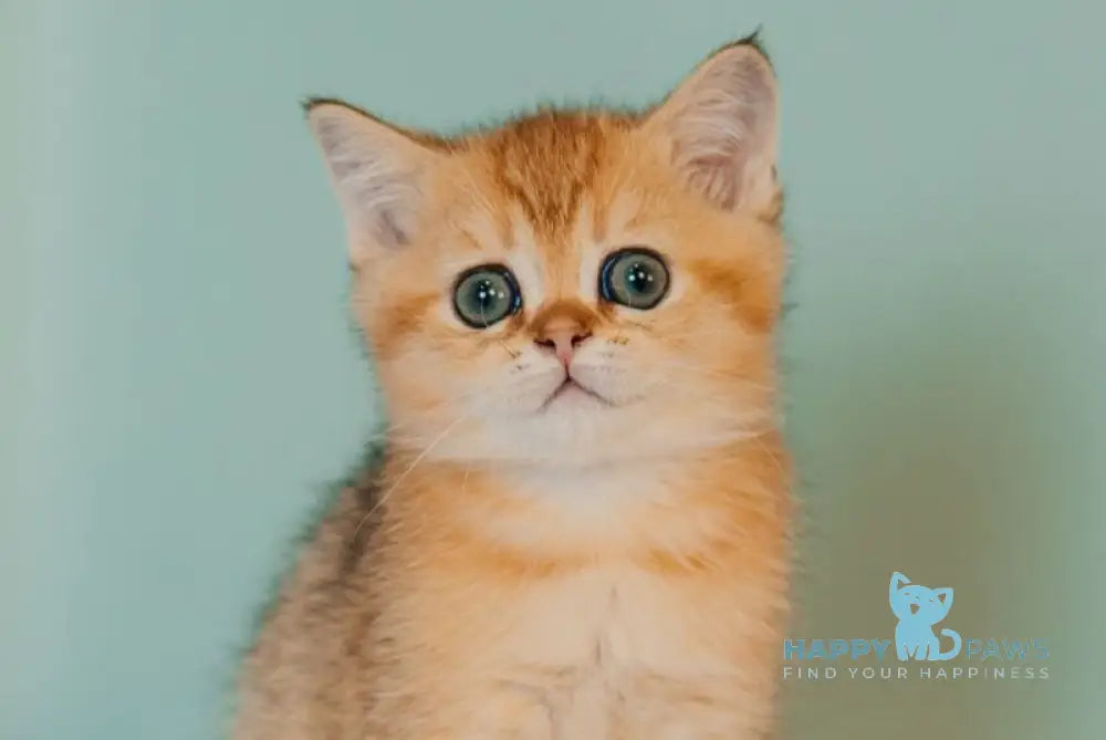 Xanty Scottish Straight male black golden ticked tabby live animals