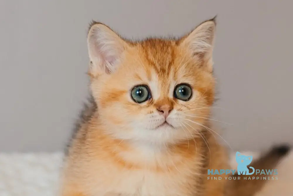 Xanty Scottish Straight male black golden ticked tabby live animals