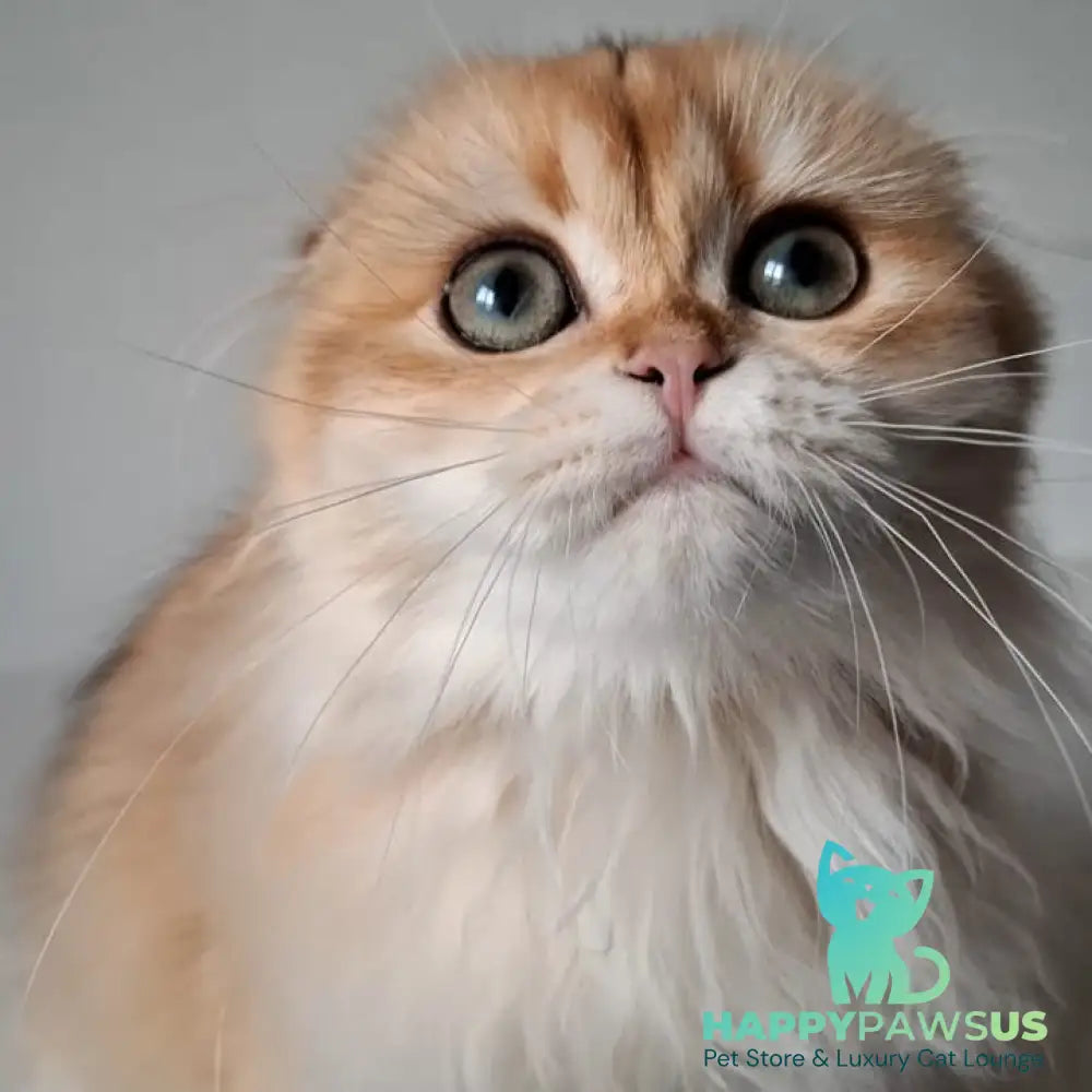 Xany Scottish Fold female black golden chinchilla - live animals