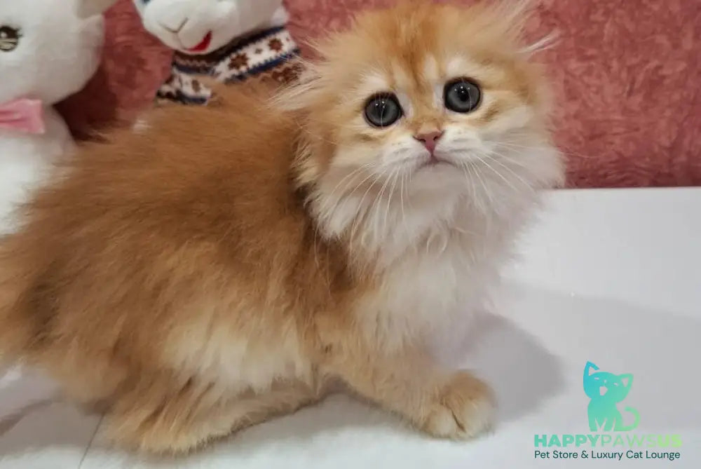 Xany Scottish Fold female black golden chinchilla - live animals
