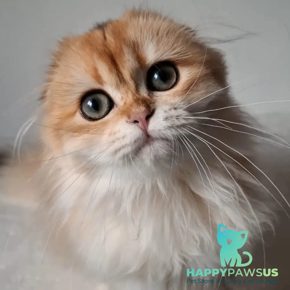 Xany Scottish Fold female black golden chinchilla - live animals