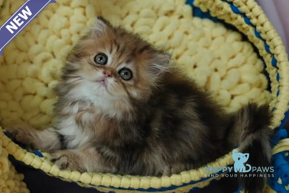 Xaomi Scottish Straight female black golden tabby live animals