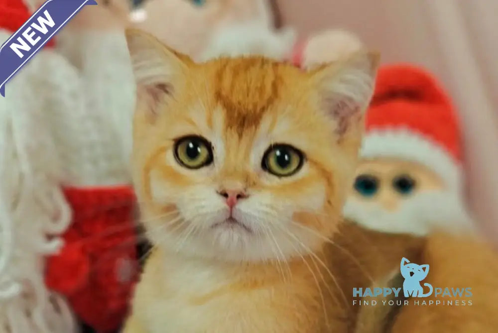 Xar Scottish Straight male black golden chinchilla live animals