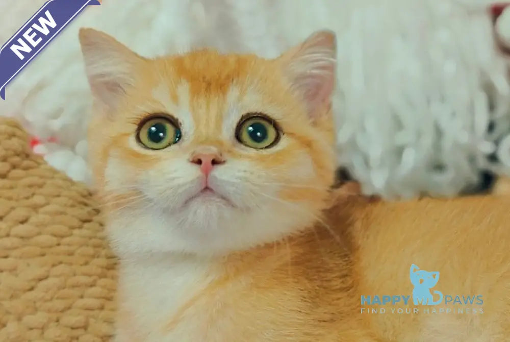 Xar Scottish Straight male black golden chinchilla live animals