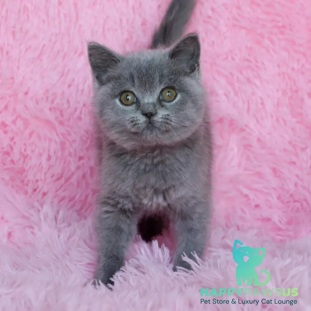 Xara British Shorthair female blue - live animals