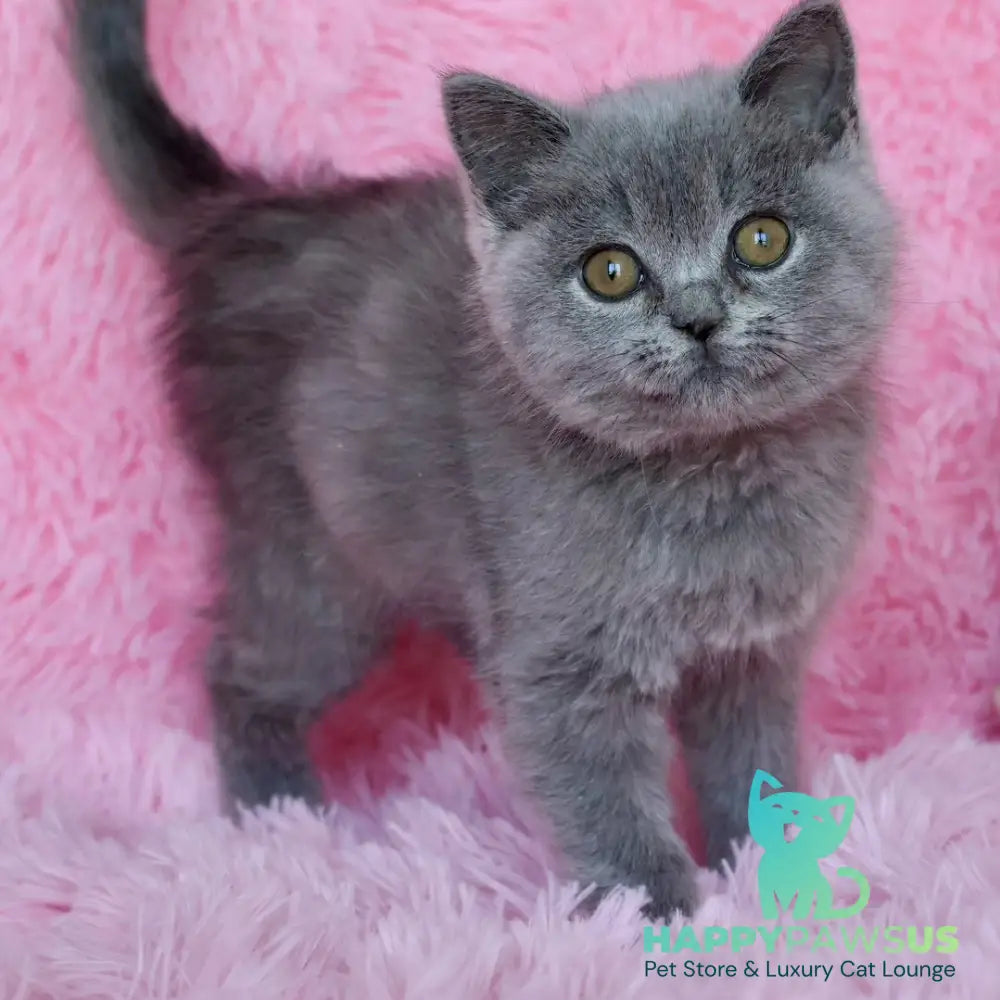 Xara British Shorthair female blue - live animals