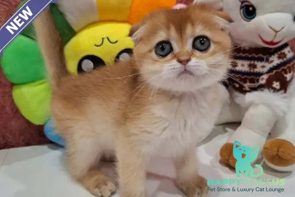 Xara Scottish Fold female black golden shaded - live animals