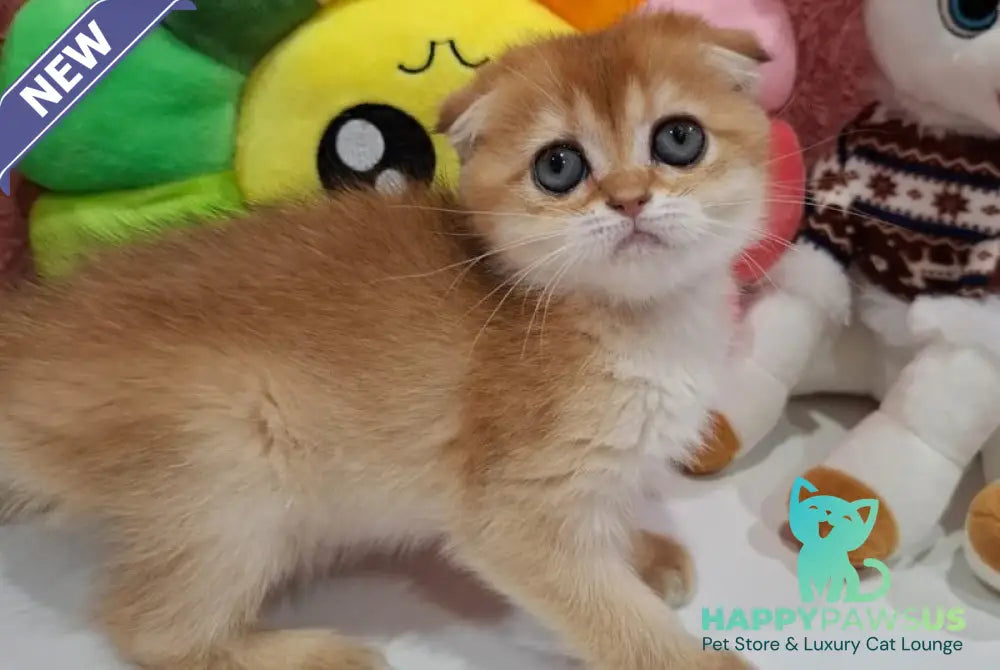 Xara Scottish Fold female black golden shaded - live animals