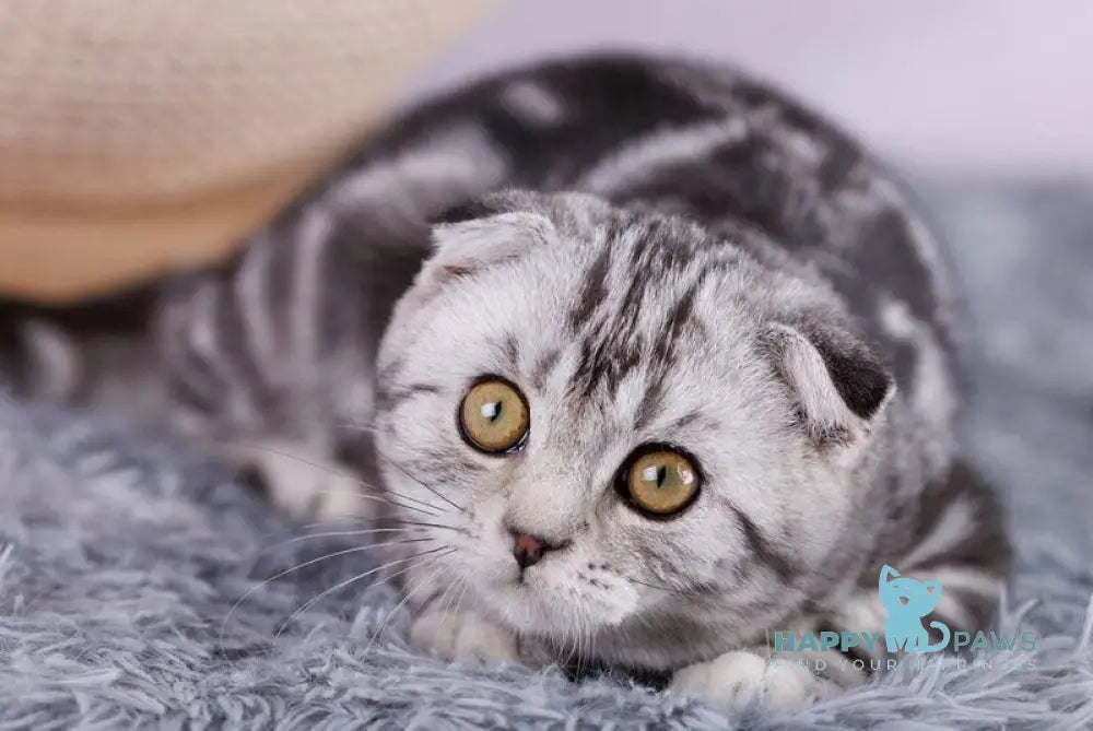 Xaris Scottish Fold male black silver tabby live animals