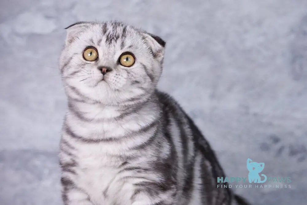 Xaris Scottish Fold male black silver tabby live animals