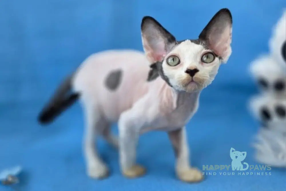 Xarly Devon Rex male black van live animals