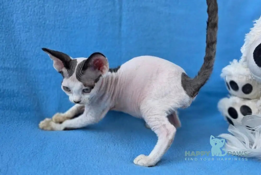 Xarly Devon Rex male black van live animals