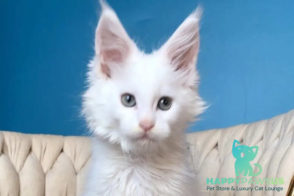 Xarvi Maine Coon male white - live animals
