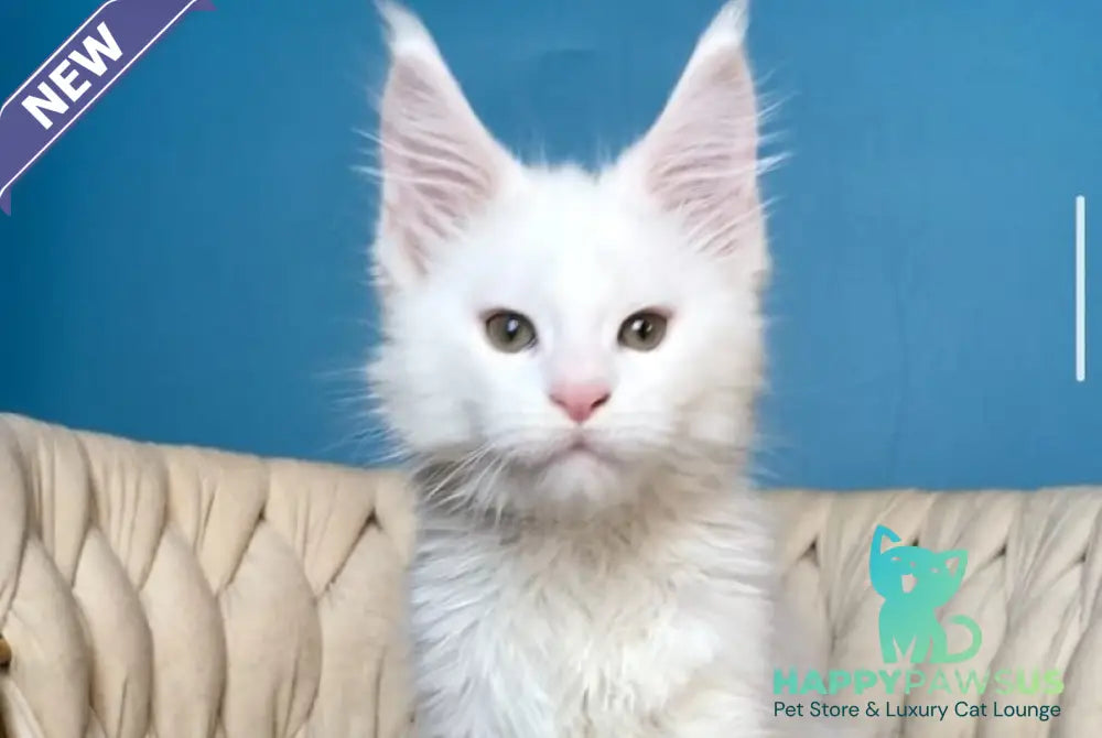 Xarvi Maine Coon male white - live animals