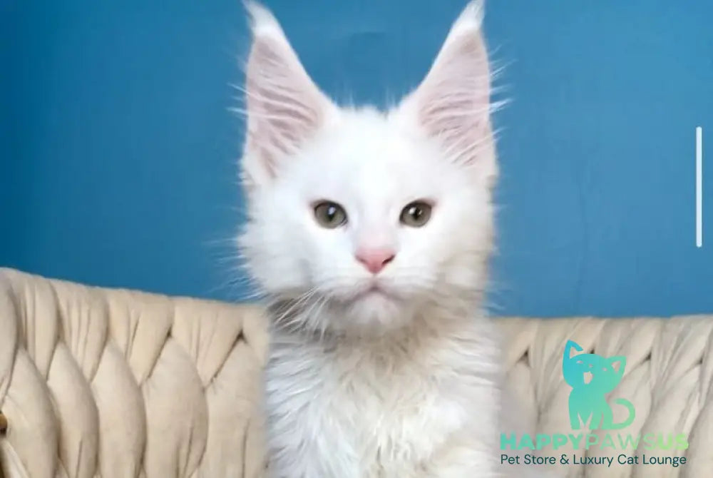 Xarvi Maine Coon male white - live animals