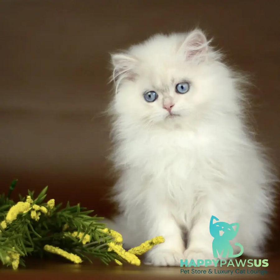 Xavi British Longhair male chocolate golden chinchilla pointed - live animals
