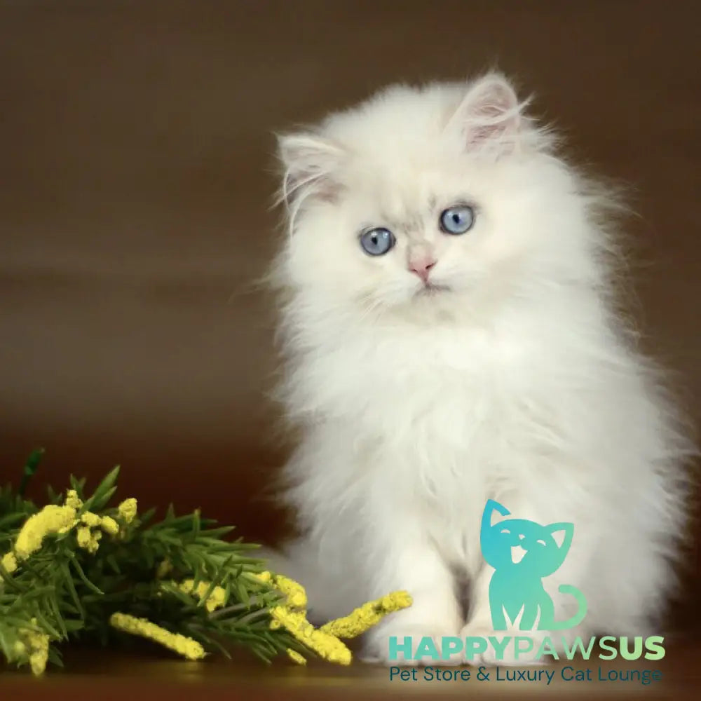 Xavi British Longhair male chocolate golden chinchilla pointed - live animals