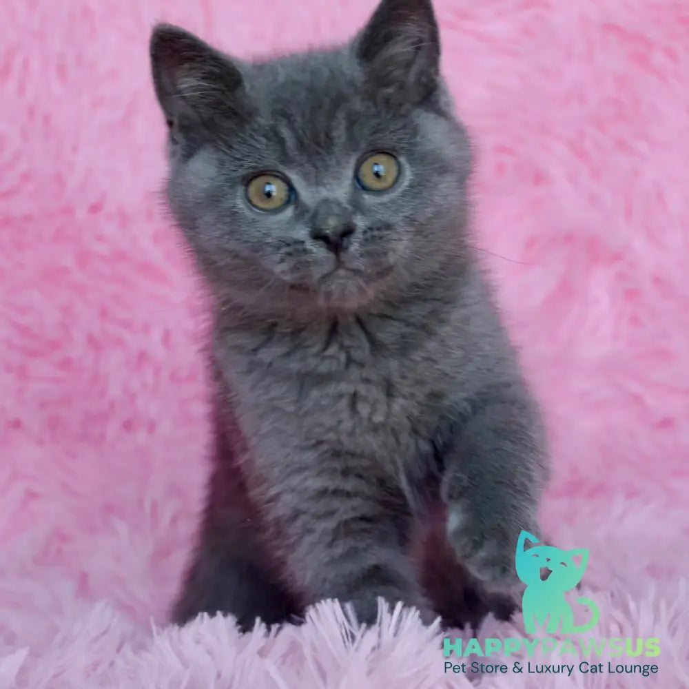 Xavi British Shorthair male blue - live animals