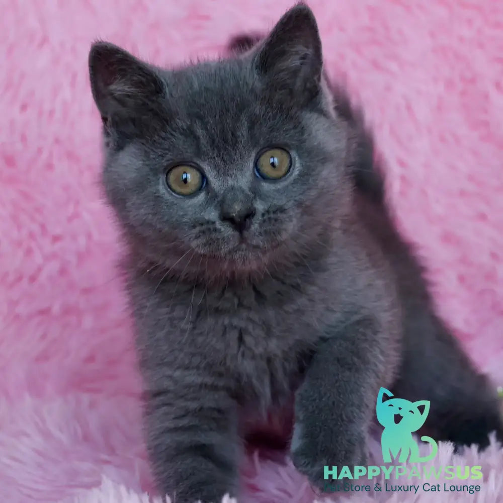 Xavi British Shorthair male blue - live animals