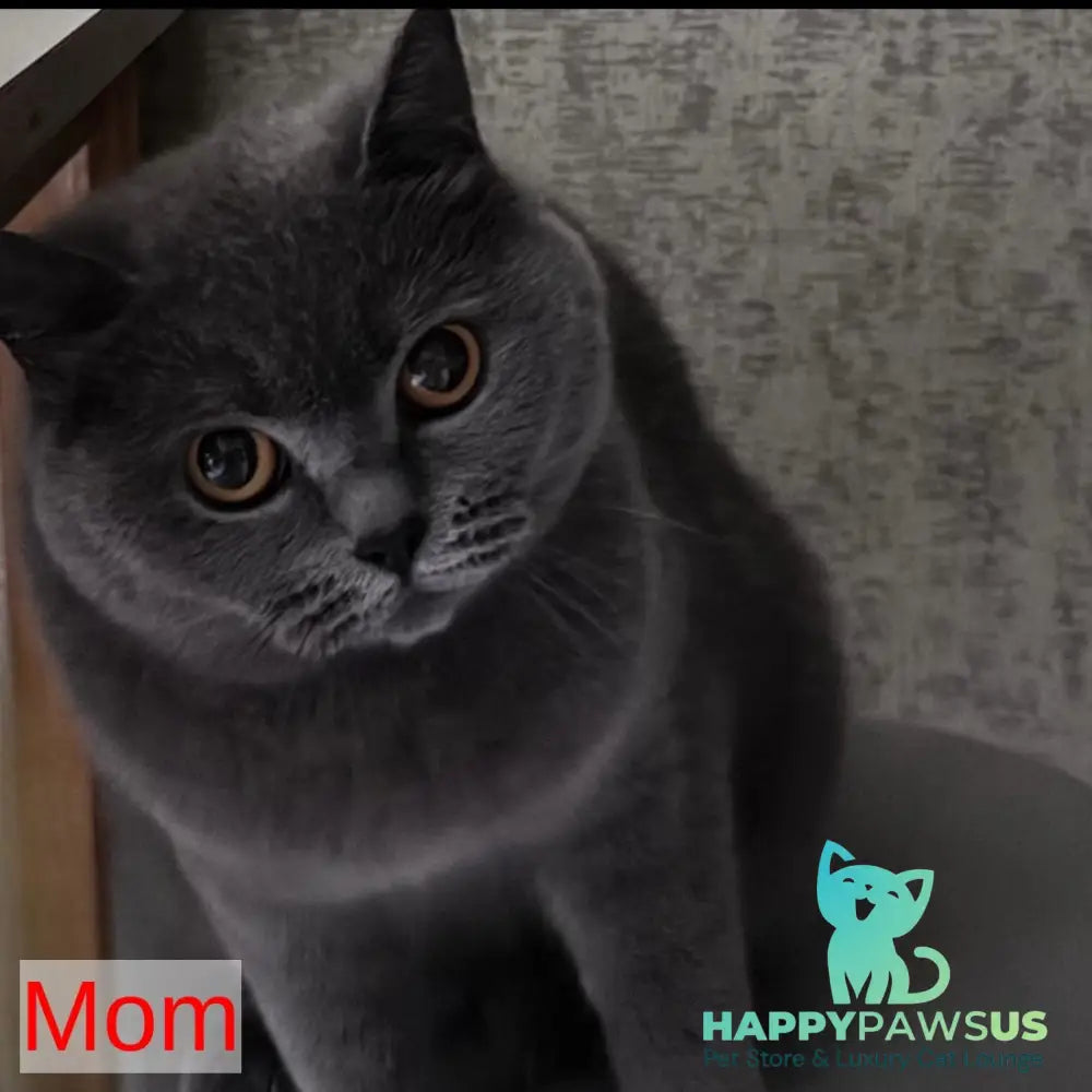 Xavi British Shorthair male blue - live animals
