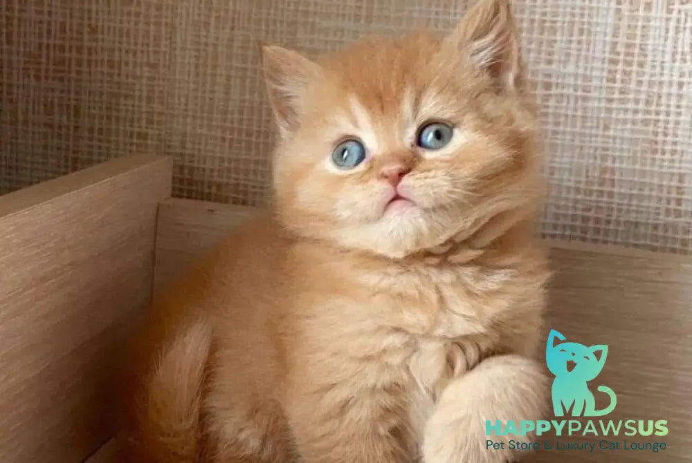 Xavi British Shorthair male red - live animals
