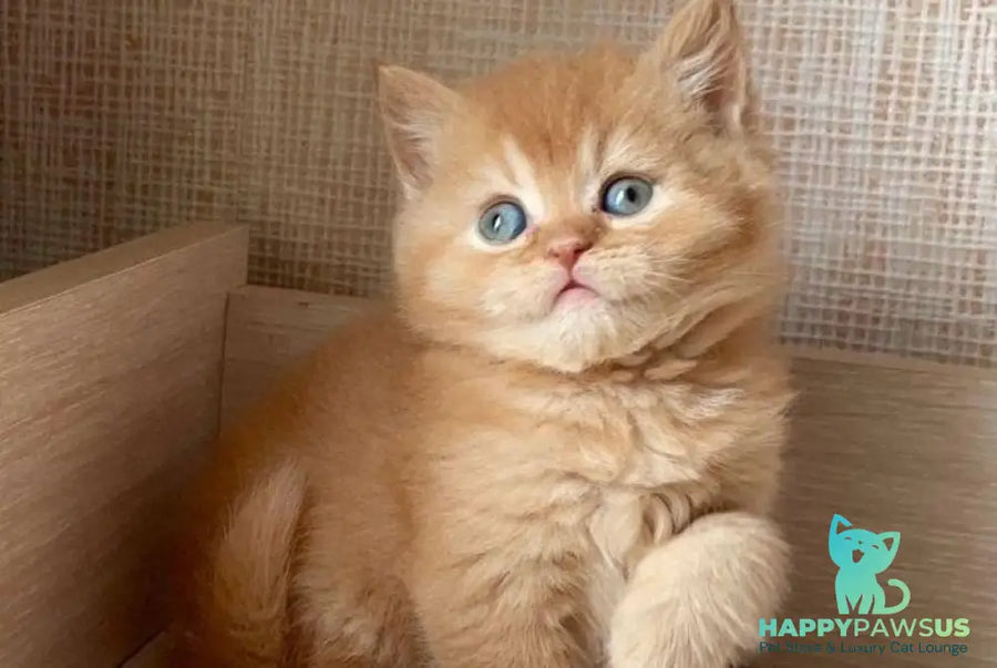 Xavi British Shorthair male red - live animals