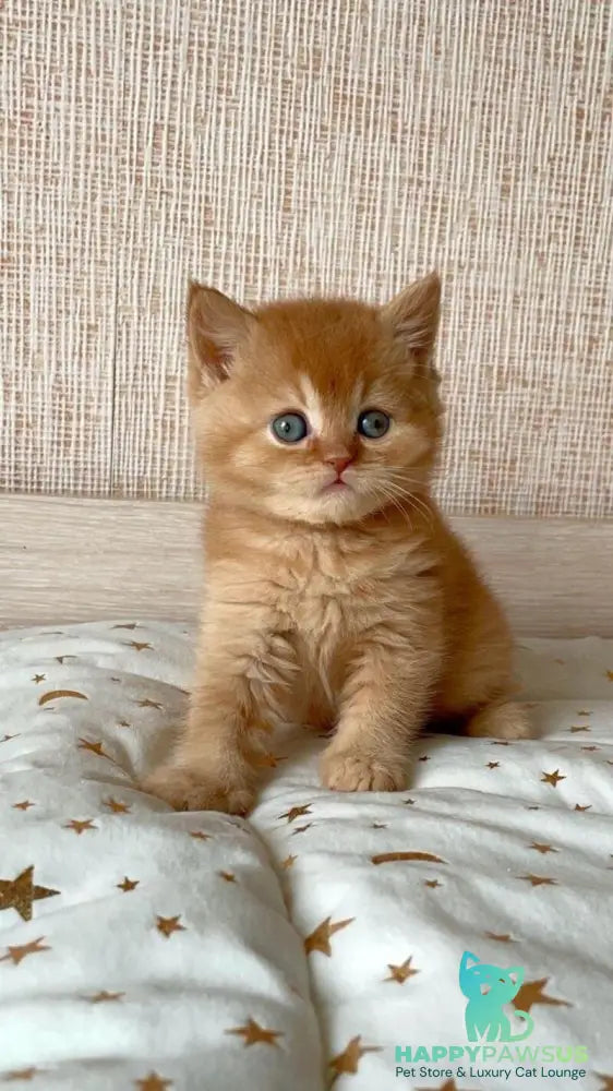 Xavi British Shorthair male red - live animals