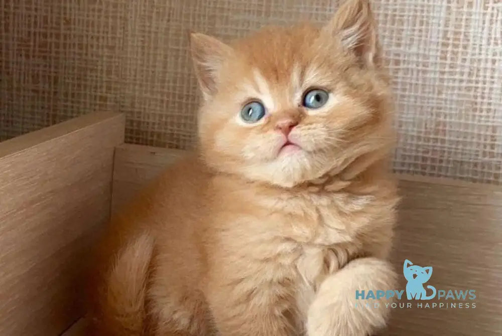 Xavi British Shorthair male red - live animals
