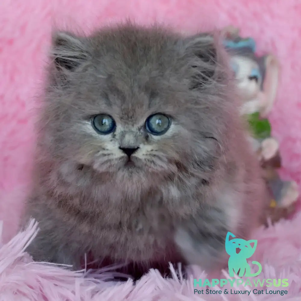 Xavia British Longhair female blue - live animals