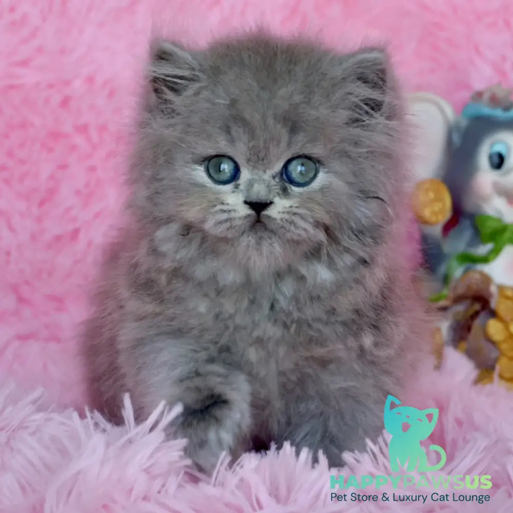 Xavia British Longhair female blue - live animals