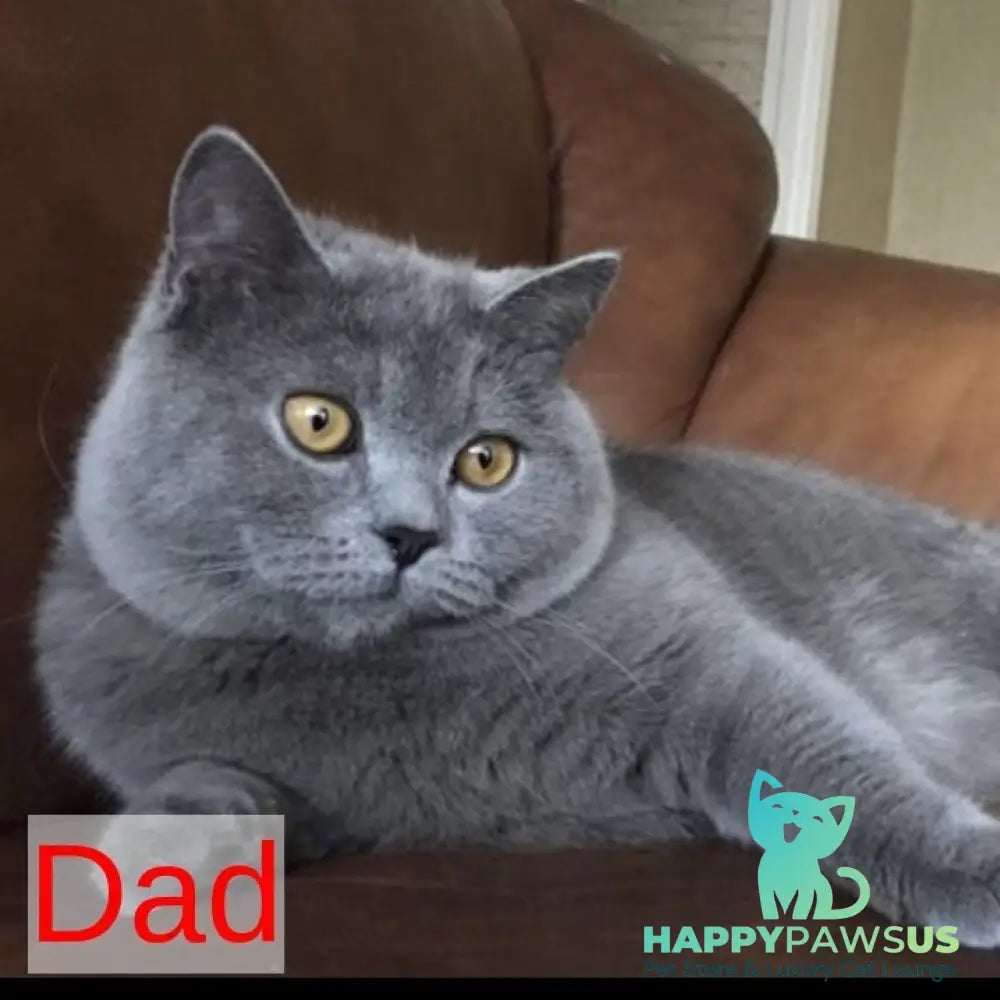 Xavia British Longhair female blue - live animals