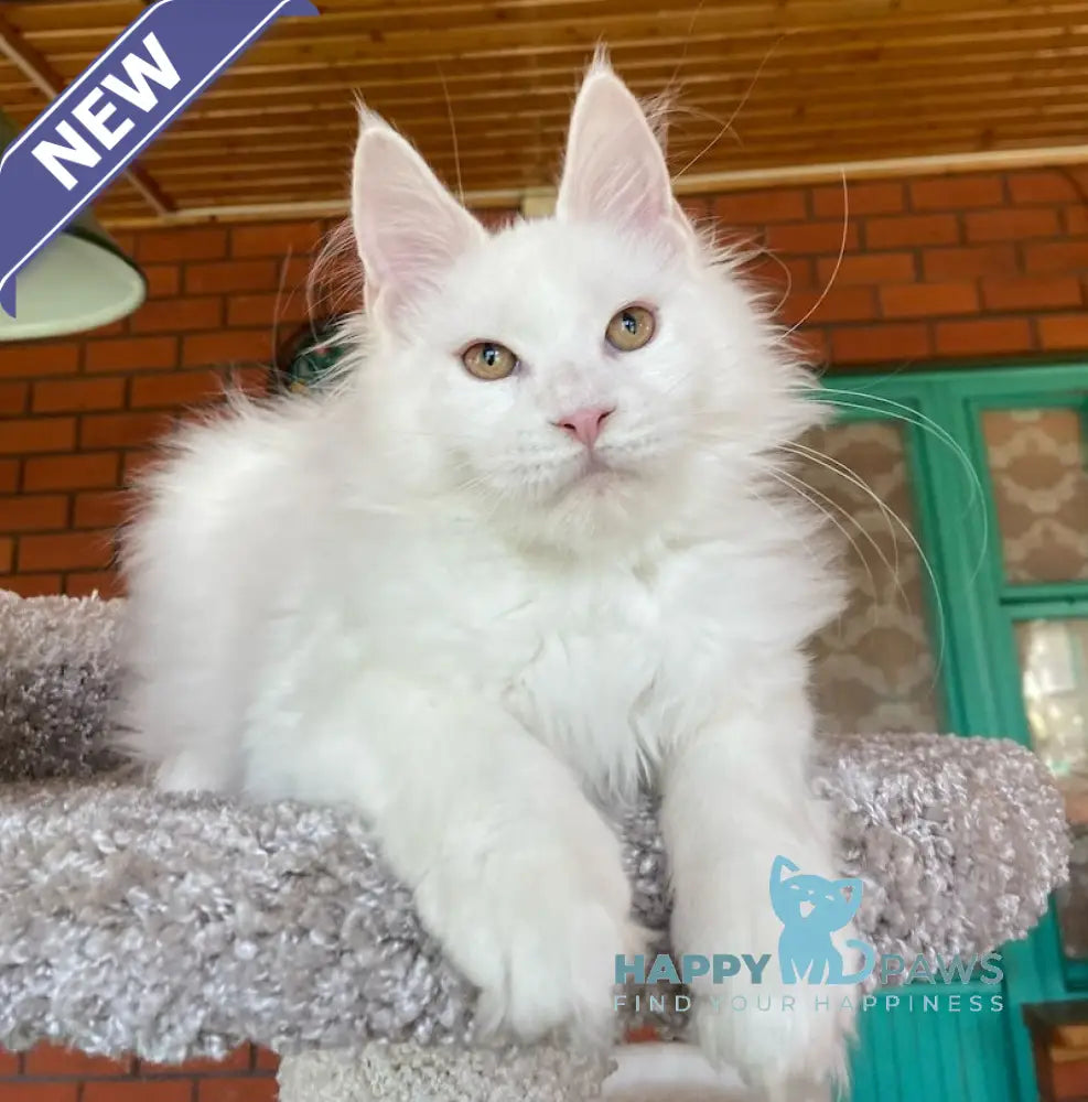 Xavia Maine Coon female white live animals
