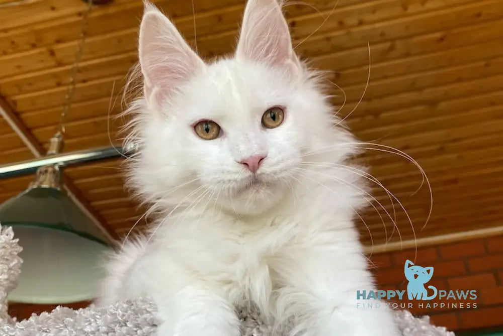 Xavia Maine Coon female white live animals