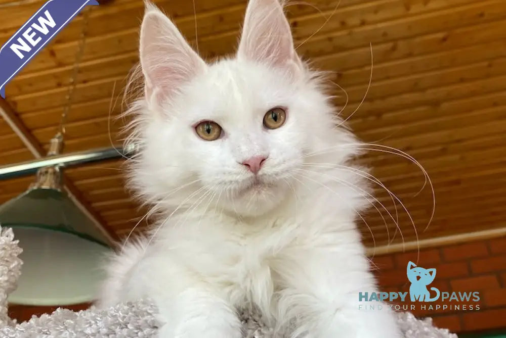 Xavia Maine Coon female white live animals