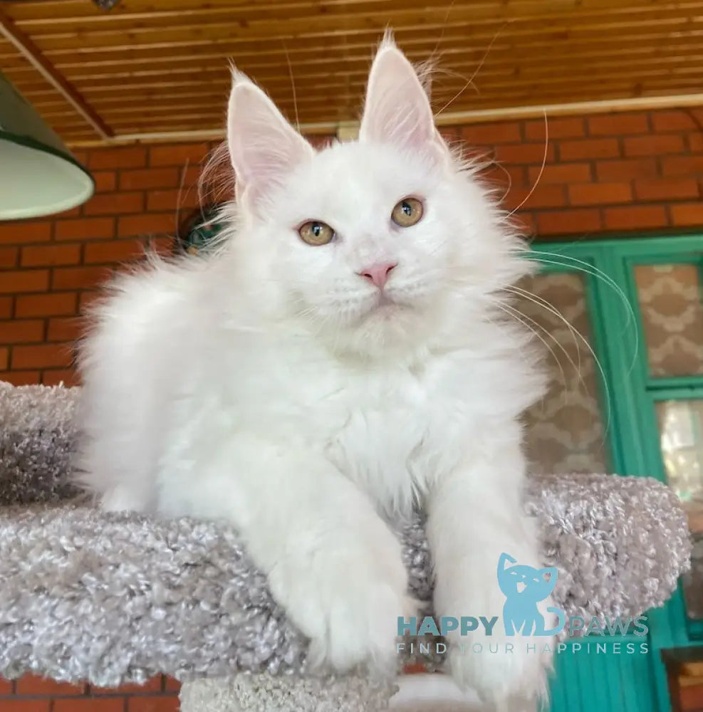 Xavia Maine Coon female white live animals