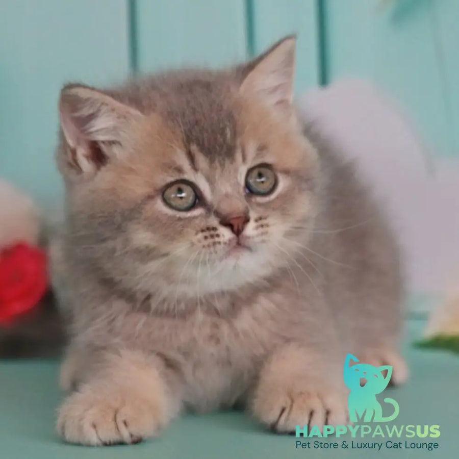 Xavian British Shorthair male blue golden ticked tabby - live animals