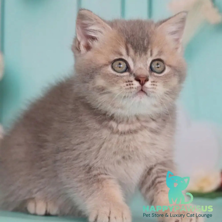 Xavian British Shorthair male blue golden ticked tabby - live animals
