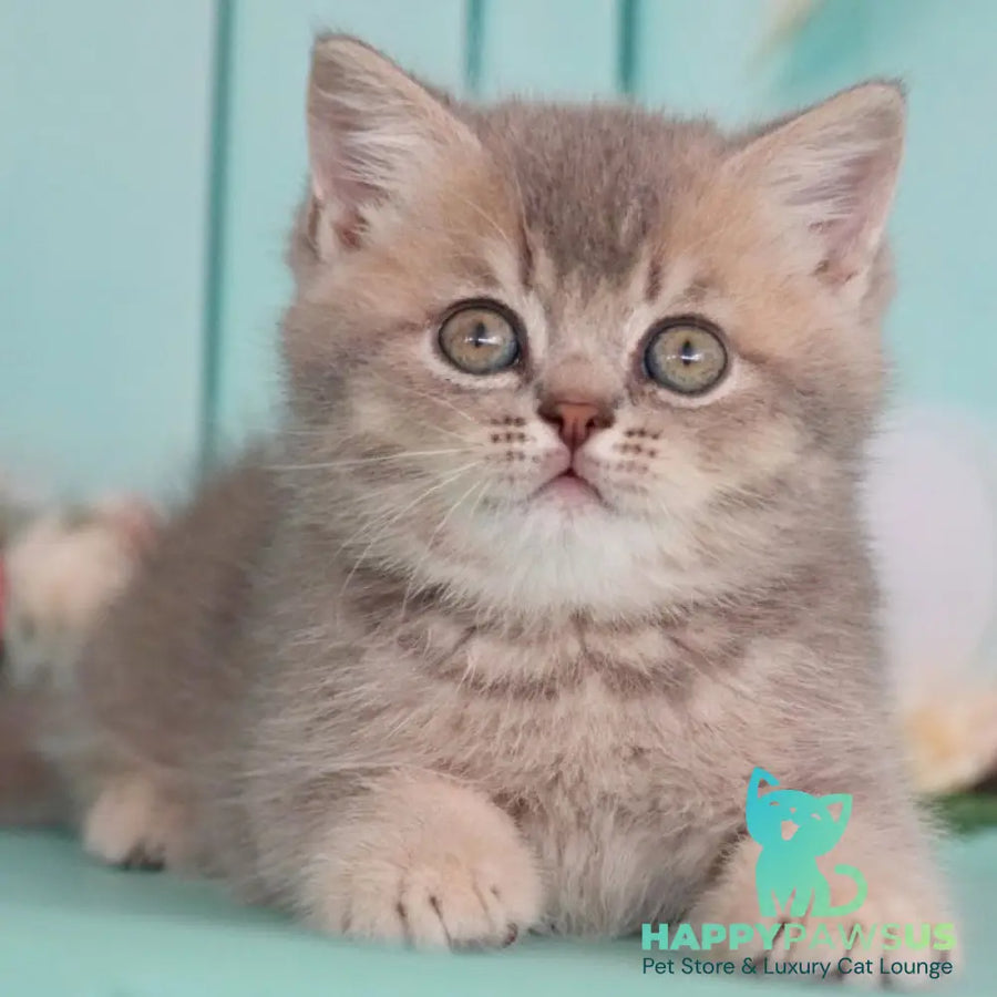 Xavian British Shorthair male blue golden ticked tabby - live animals