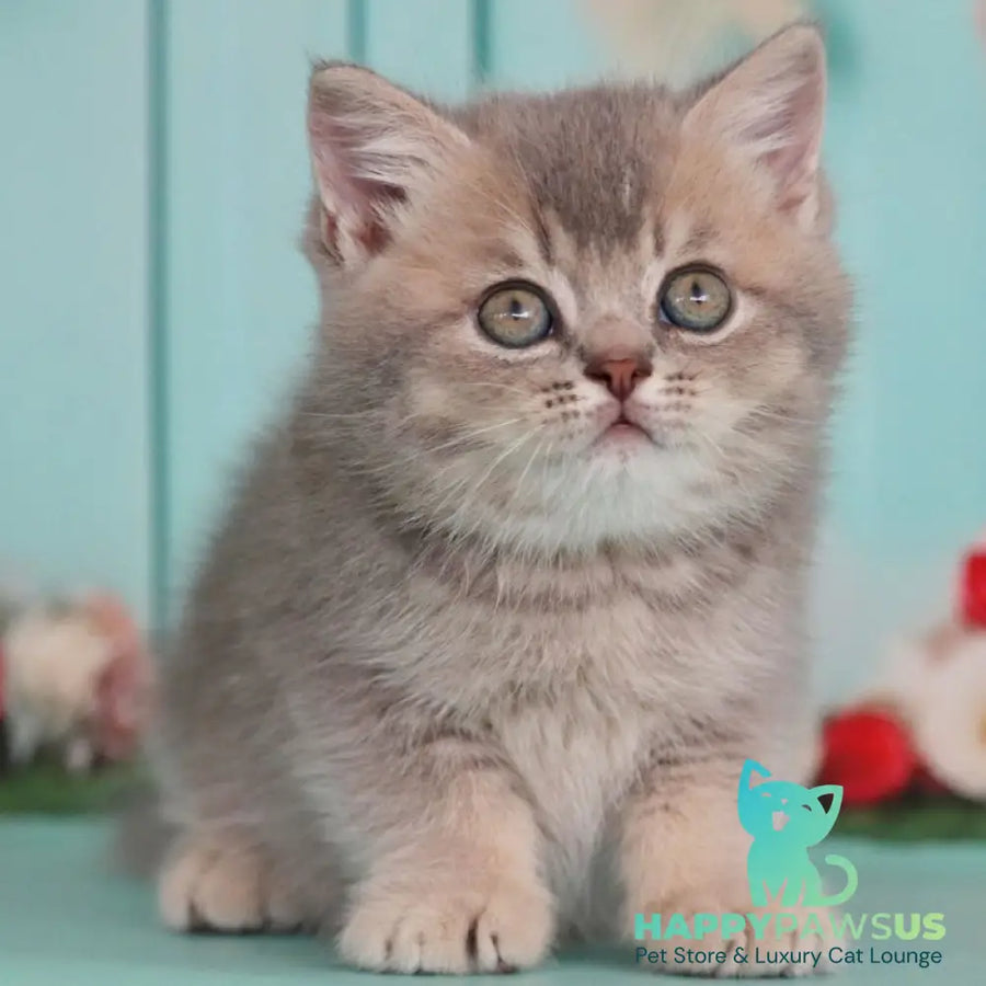 Xavian British Shorthair male blue golden ticked tabby - live animals