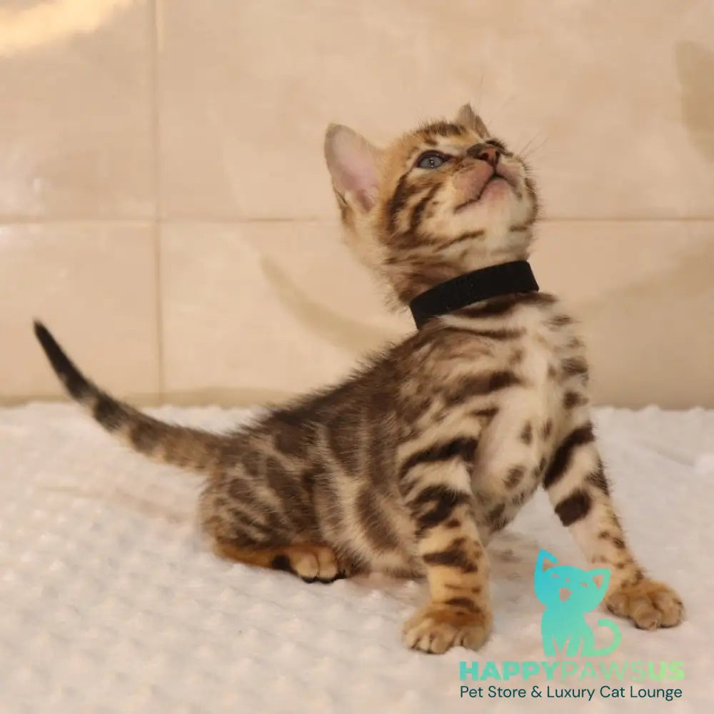 Xavier Bengal male black spotted tabby - live animals
