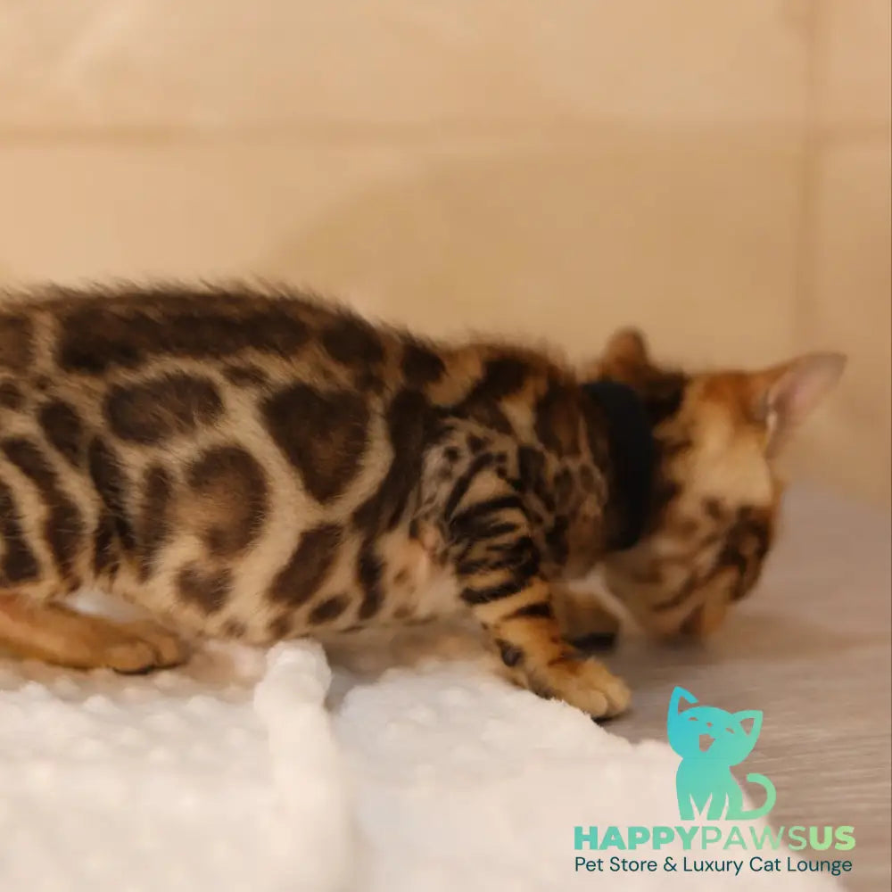 Xavier Bengal male black spotted tabby - live animals