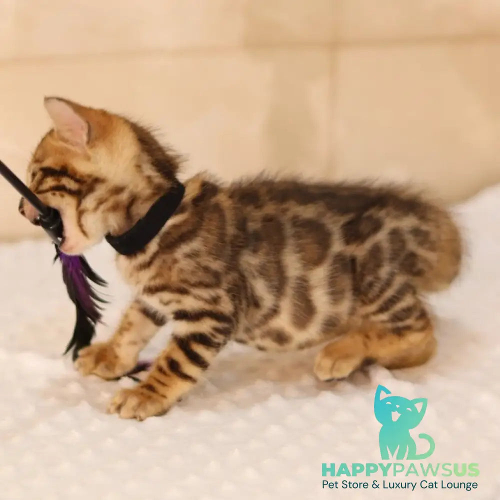 Xavier Bengal male black spotted tabby - live animals
