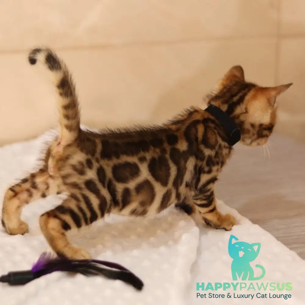Xavier Bengal male black spotted tabby - live animals