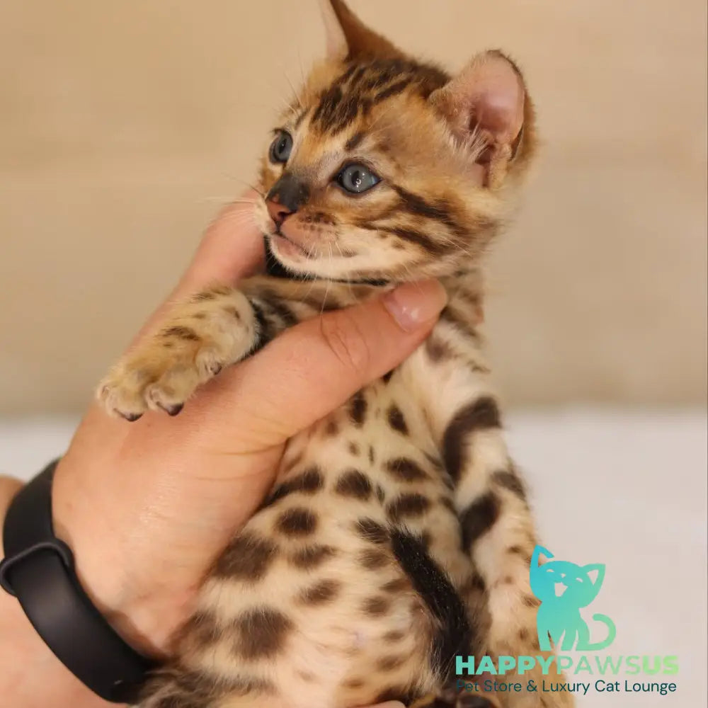 Xavier Bengal male black spotted tabby - live animals