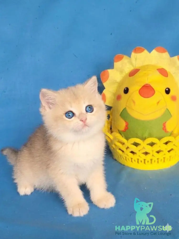 Xavier British Shorthair male blue golden chinchilla - live animals