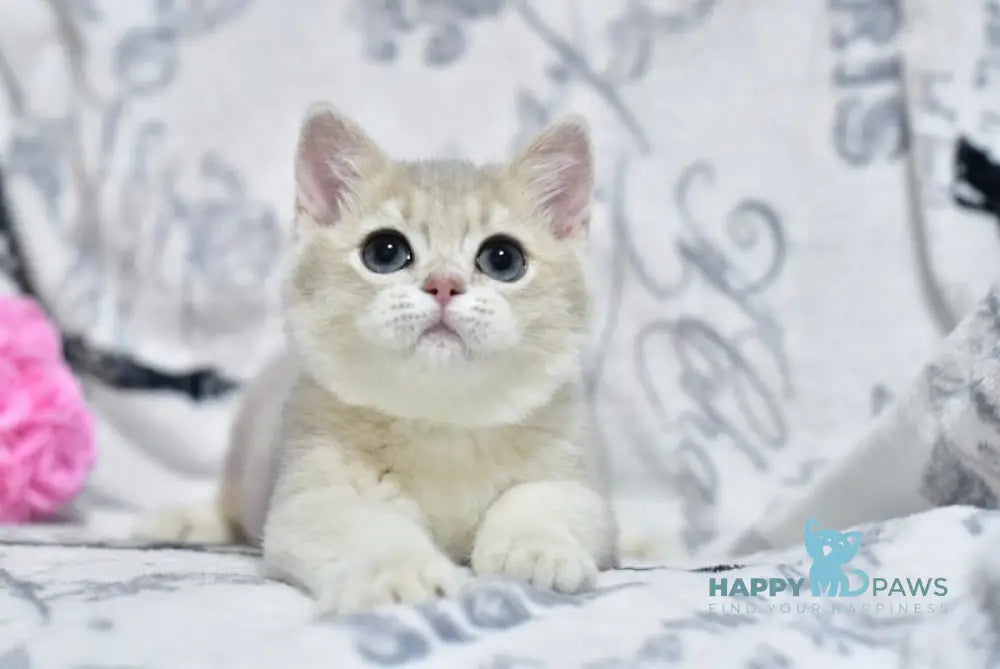 Xavier British Shorthair male blue golden shaded live animals